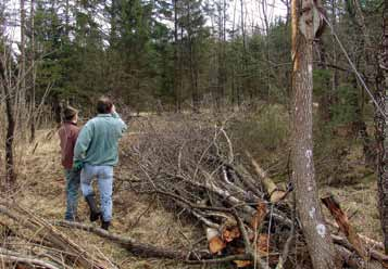 Diese Art benötigt feuchtwarme Waldlichtungen mit gut strukturierten