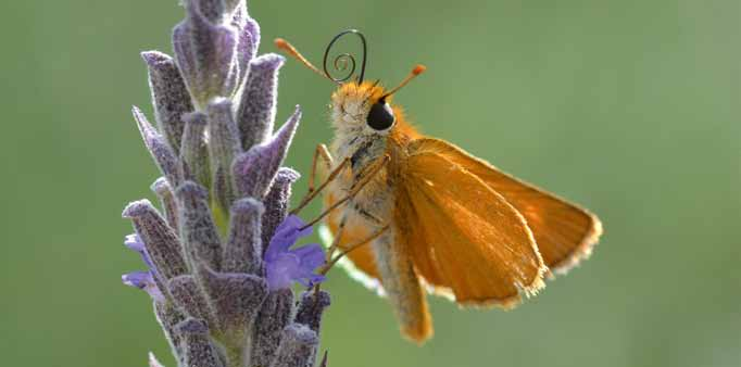 Wie schützt man Schmetterlinge? Was kann ich selbst für Schmetterlinge tun? Setzen Sie sich aktiv für naturnahe Lebensräume ein!