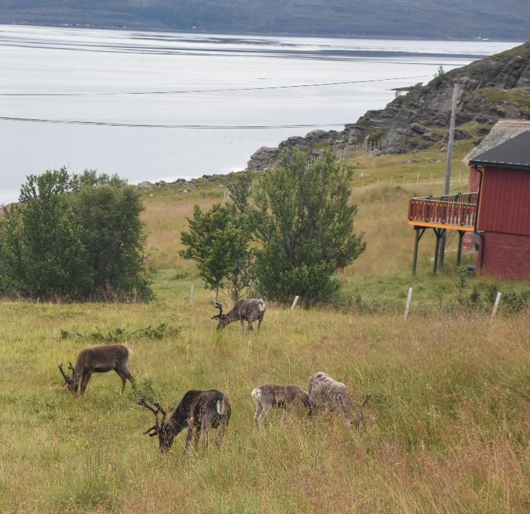 Auf den Weg zurück nach Hammerfest konnten ich einige hunderte Rentiere beobachten die auf einer Fläche so groß wie die Schweiz ihren Sommer verbrachten.