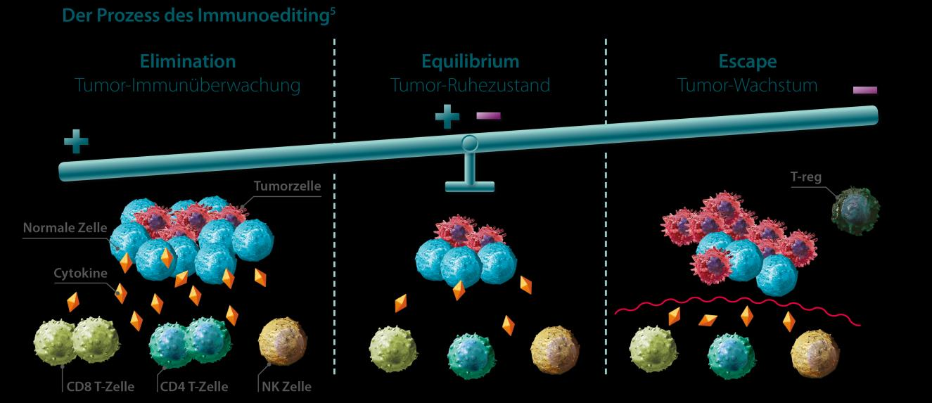 Wie hängt das Immunsystem mit Krebs zusammen? 1 Das Immunsystem erkennt entartete Zellen sofort und zerstört sie, bevor es zu einer klinisch manifesten Erkrankung kommen kann (Elimination).