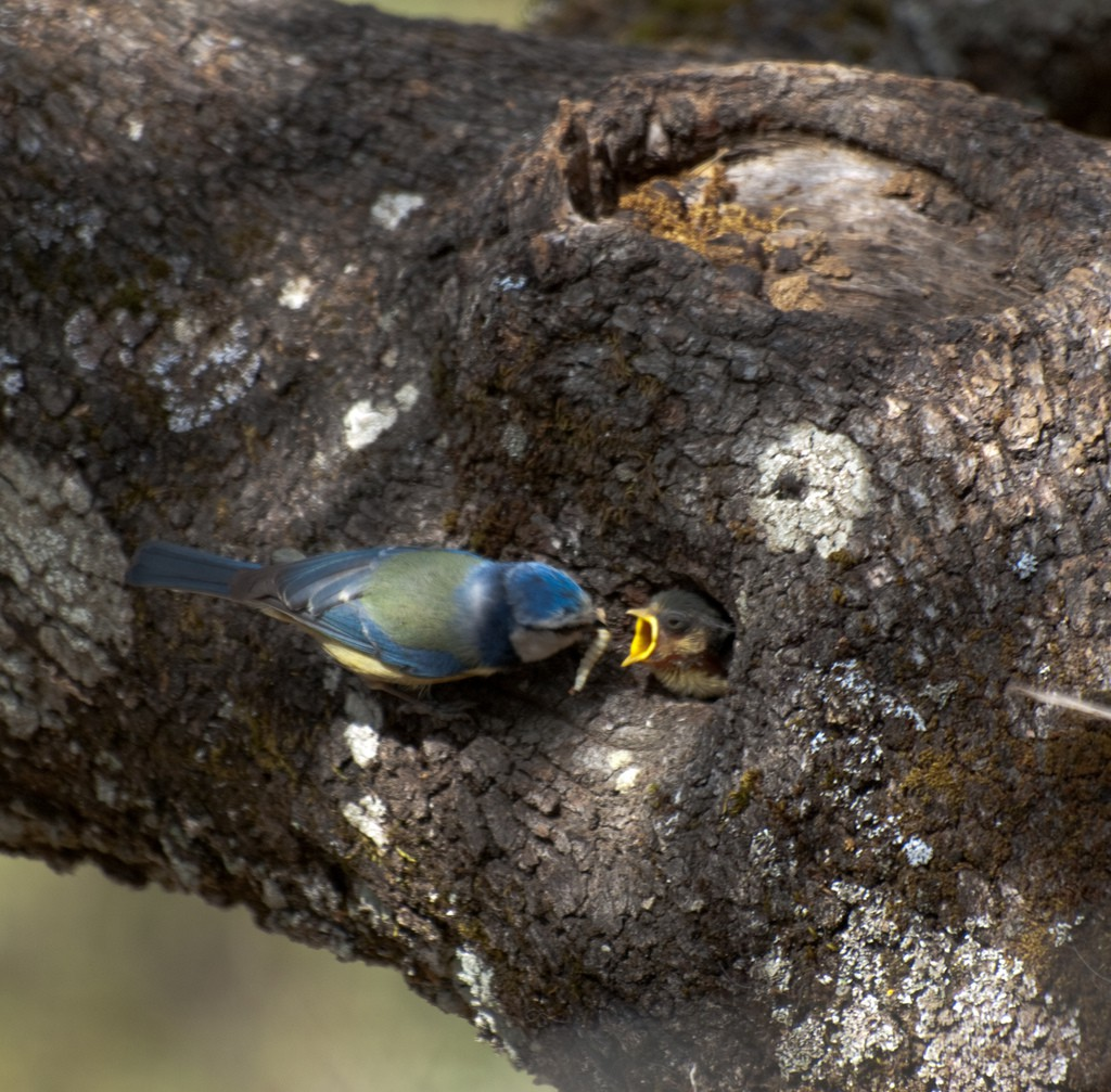 Im Frühjahr sind die kleinen Blaumeisen erwachsen. Sie suchen nach einer Stelle, wo sie selbst ein Nest bauen können.