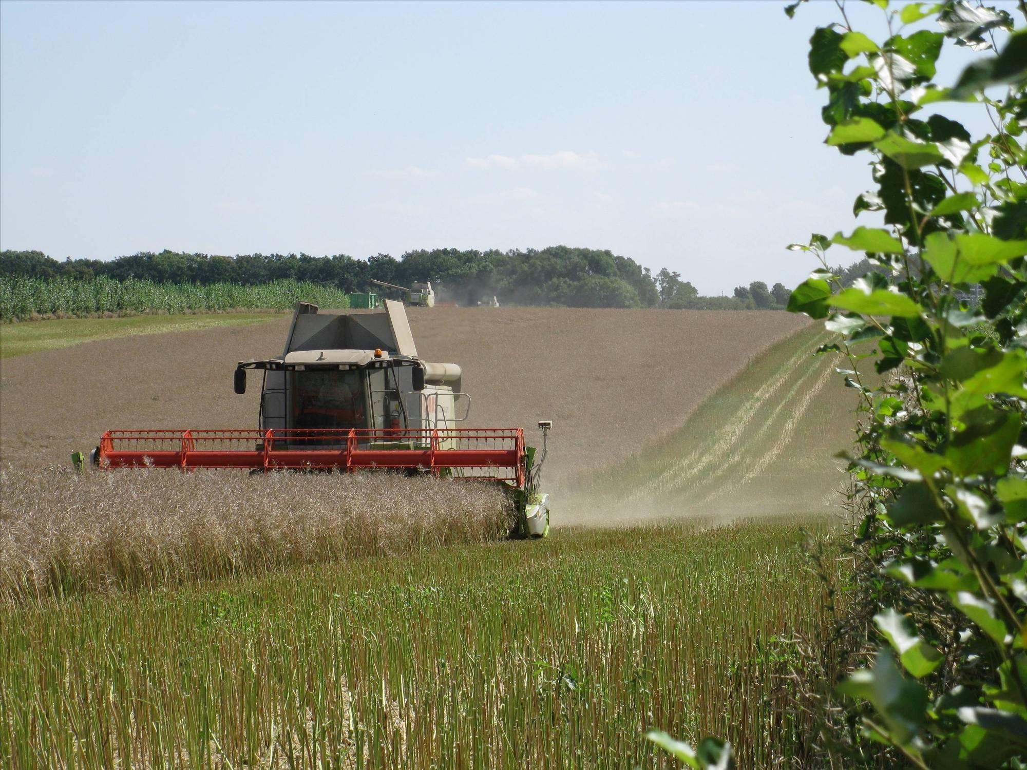 Agroforstsystem in Thüringen (Rapsernte 2009) Fachagentur