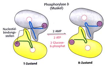 Die Glycogen-hosphorylase der Leber unterscheidet sich in der Regulation von dem Muskel-Enzym (omologie etwa 90%).