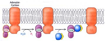Bindendes ormon bewirkt Strukturänderungen im Rezeptor und in der Folge im G-rotein. Die GT- Form der -UE aktiviert die Adenylyl-Cyclase.
