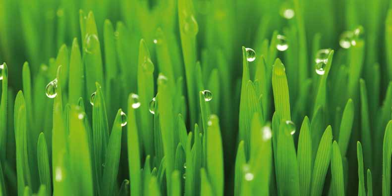 50 g/m² Rasendünger mit natürlicher Langzeitwirkung durch Horngrieß Dieser Rasendünger ist ein hochwertiger organisch-mineralischer Volldünger zur Komplettdüngung und gleichzeitigen Bodenverbesserung.