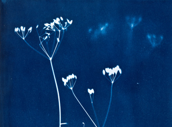 FASZINATION BLAU(-DRUCK) Die Cyanotypie eine monochrome Fototechnik 1842 entdeckte der Naturwissenschaftler und Astronom Sir John Herschel dieses Bildverfahren.