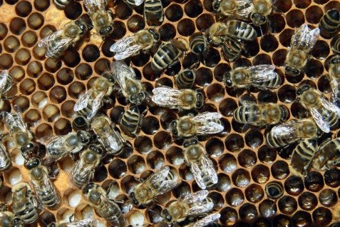 2: Hocheusoziale Bienenart: Die Honigbiene (Foto: Waugsberg/Wikimedia Commons) 3.1. Kastensystem: Ein Kastensystem im Bienenstock ist eine hierarchische Abgrenzung nach Aufgaben.