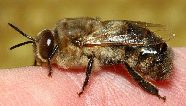 3.1.1.5. Honigproduktionsbiene Ein Teil der Bienen produziert Honig. Sie nehmen den Nektar in ihren Honigmagen auf und reichern ihn dort mit Enzymen an. Sie entziehen ihm Wasser.