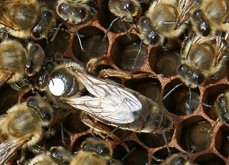 Wächterbienen erkennen auch Bienen, die nicht zu ihrem Stock gehören. Wenn eine solche Biene kommt, kämpfen die Wächterbienen. 3.1.1.7.