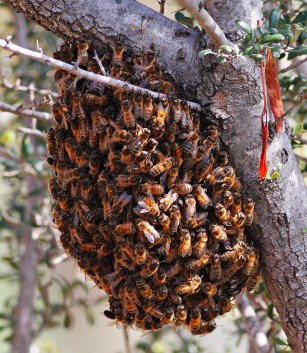 3.4. Gruppenverhalten: 3.4.1. Superorganismus Bienen bilden einen sog. Superorganismus, d.h. sie verhalten sich alle zusammen ähnlich wie ein einziger Organismus.