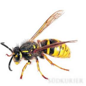 Körper: Bienen und Hummeln haben einen eher runden Körper, der von Wespen und Hornissen ist dagegen schlank. Außerdem sind Bienen behaart.