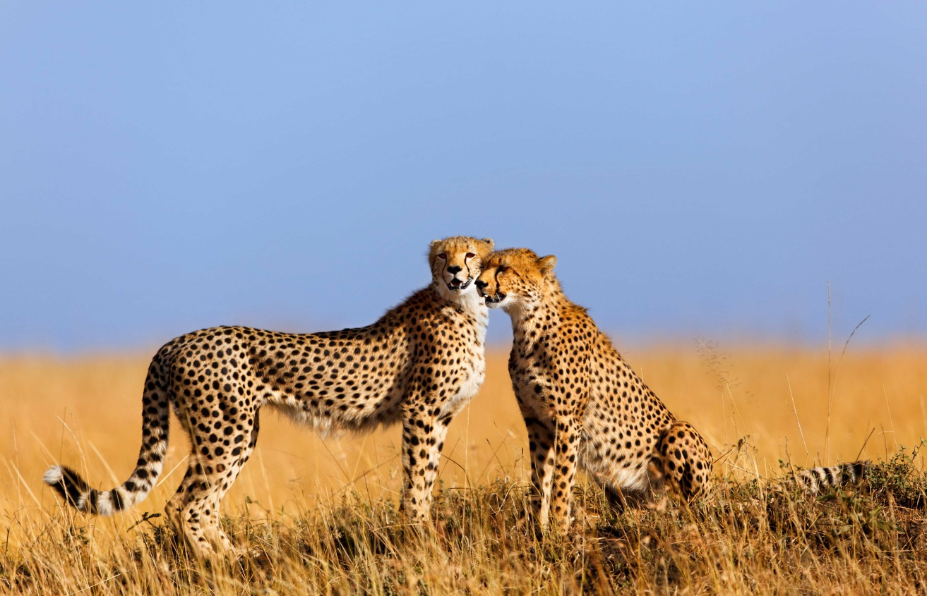 Ostafrikas > Serengeti (UNESCO Weltnaturerbe): riesige Herden in der weiten Grassavanne > Masai Mara: