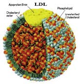10 Wissenswertes für unsere Herzgruppen Gutes LDL reicht nicht New York LDL-Cholesterin super eingestellt, also alles in Butter? Diese Verknüpfung gilt nach neuen Daten nur bedingt.