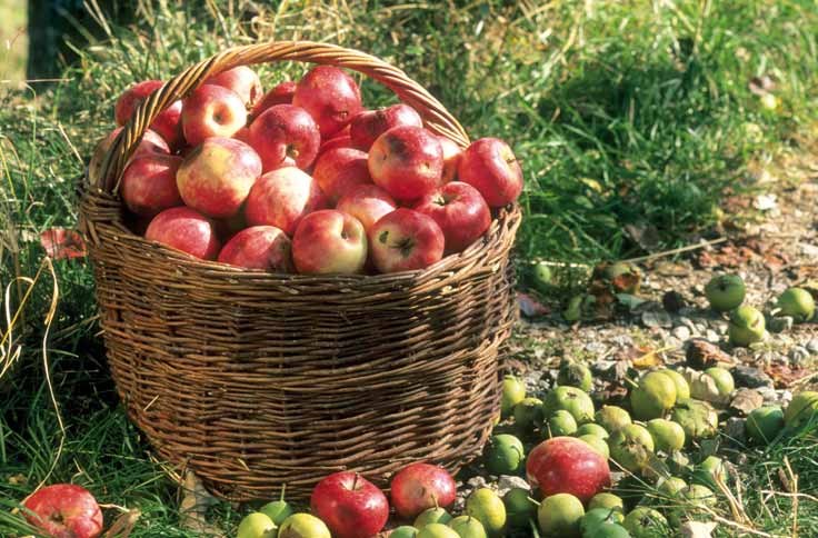 Äpfel sind in Deutschland bis heute das am meisten