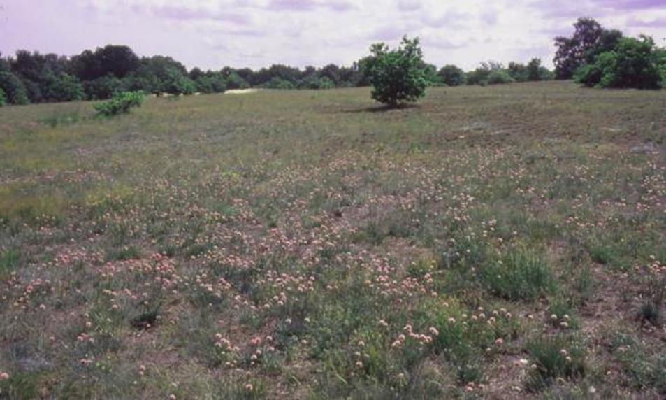 Helichrysum arenarium Sand-Strohblume Hieracium caespitosum Wiesen-Habichtskraut u. a. sowie zahlreiche Moos- und Flechtenarten 55 Erläuterungen: Typisch ausgebildete Trockenrasen sind in Schleswig-Holstein selten.