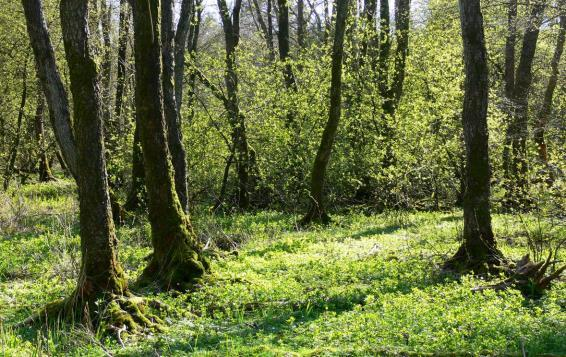 Abbildung 382: Erlen-Eschen-Sumpfwald mit Traubenkirsche