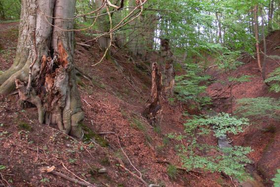 70 Erläuterungen: Typisch für Schluchtwälder sind zumeist Arten alter Waldstandorte, die insofern auch entsprechend in anderen Vergesellschaftungen vorkommen können.