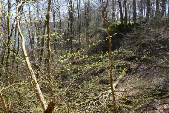 Nord-Angeln mit natürlichem Ulmen-Hangwald In einer durch Quellausbruch rückschreitend erodierenden Böschungsnische als Beispiel für