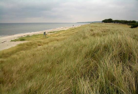 82 Abbildung 505: Ungestörte Küstendünen-Abfolge an der Ostsee Mit