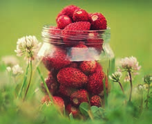 Beerenobst Natürliche Vielfalt Die wichtigsten Beerensorten im Überblick Erdbeeren gehören zum ersten frischen Obst des Jahres und sind ausgesprochen