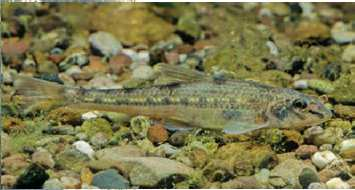 Fischfauna: Rheophile Arten auf sandigem Substrat