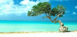 Hotels, oder ganz einsam am Eagle Beach Wo dürfen wir sie nach unserer Inselrundfahrt rauslassen? Sie werden diesen Tag auf Aruba genießen und garantiert nicht vergessen!