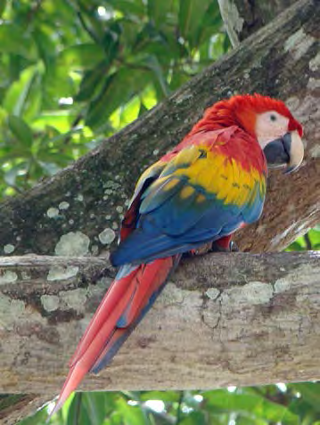 Dies bedeutet, dass in Costa Rica auf 1000 km² mehr Arten zu finden sind, als auf der gleichen Fläche in Brasilien oder in Kolumbien.