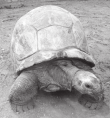 Abb. 4 :Seychellen-Riesenschildkröten anhand des Nackenschildes (6 Tiere) Romina: weiblich, geboren 1968. Wildfang vom Aldabra-Inselarchipel 4.
