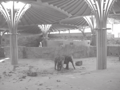 000 Besuchern betraten die Elefanten - als hätten sie es geübt ;-) - souverän ihre neue Anlage.