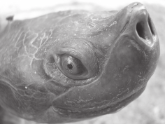 Basistext und Bildinformationen zu PanzerABschlachten (ShellShock) SPE1622 on CD-ROM Schildkröten haben seit über 250 Millionen Jahren auf der Erde gelebt!