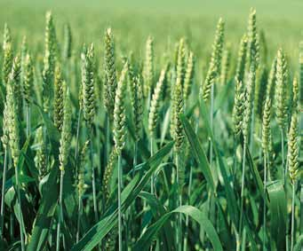 Getreidefungizide Gesunder Weizenbestand Braunrost- oder Septoriaversuchen zugunsten von Adexar verzeichnet.