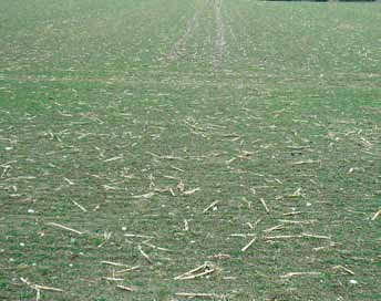 Getreidefungizide Ährenfusariosen in Weizen auf Risikoflächen bekämpfen! Anwendungsempfehlung Weizen inkl.