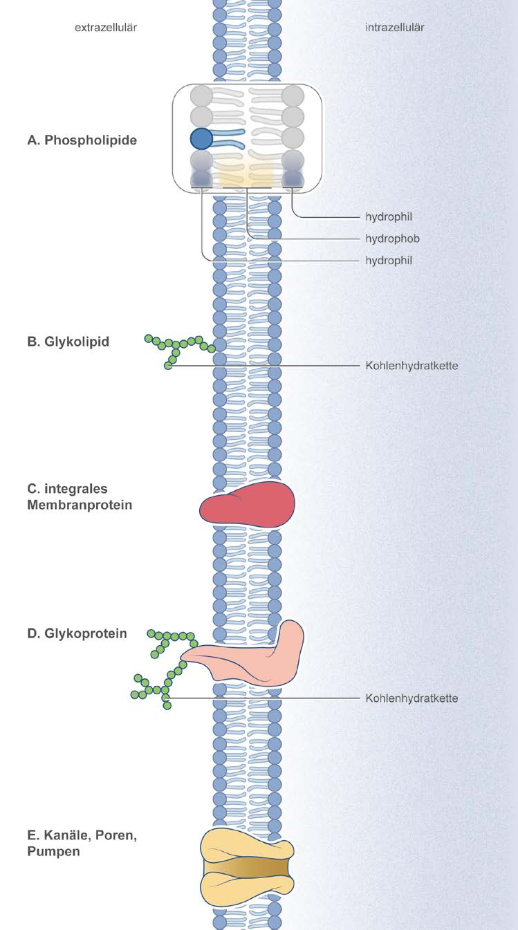 Der Infektionszyklus 23 Abb. 1-4 Die Zytoplasmamembran. Die Zytoplasmamembran besteht aus einer Phospholipid-(A)/ Glycolipid-(B)-Doppelschicht (Bilayer).