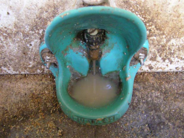 Abbildung 4: Restwassertränke in der Ferkelaufzucht Die tägliche Reinigung der Restwassertränken reicht in der Regel nicht aus, um eine optimale Wasserqualität