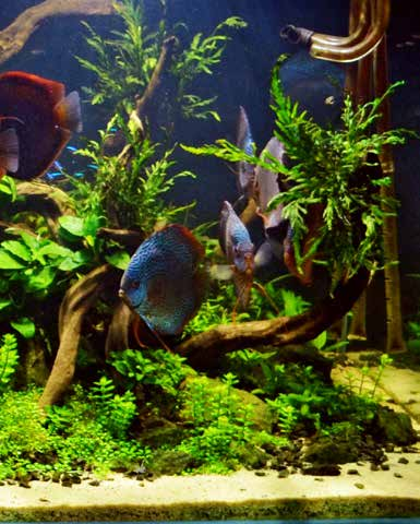 Einige der 20 erwachsenen Diskusfische im eingerichteten Aquarium.