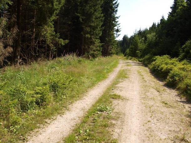 Gut Ausgebauter Gelber Weg nördlich zum künftigen Bergsee Forstweg mit Säumen nördlich zum Großen Winterberg Heidelbeerteppiche in Jagdschneise des Fichtenforstes