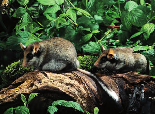 telt werden: 6 mit positiver (Schabracken- und Wasserspitzmaus, Biber, Fischotter, Mauswiesel, Wildkatze) sowie 8 mit negativer Tendenz (Igel, Maulwurf, Sumpf-, Feld- und Gartenspitzmaus,