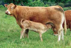 8 Management druck auf die Fruchtbarkeit. Kühe mit einer schlechten Fruchtbarkeit verlassen auf kurz oder lang die Herde. Somit sind immer mehr Nachkommen der fruchtbaren Kühe in der Herde.