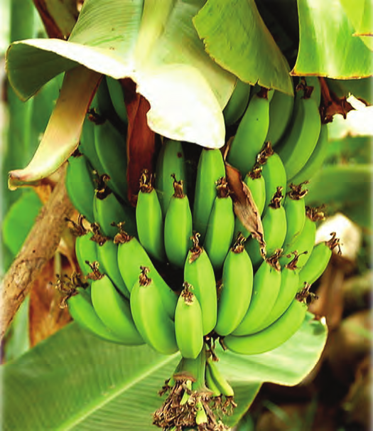 Warum ist die Banane krumm? und andere Fragen zu einer beliebten Frucht Die Deutschen essen pro Kopf 10 kg Bananen im Jahr damit wird die Banane zur beliebtesten Frucht.