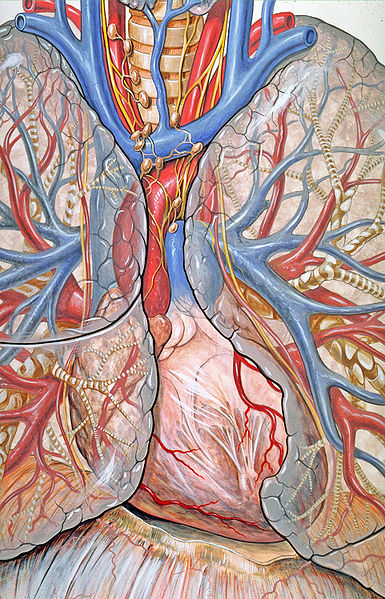Das Mediastinum Anatomische Grundlagen: Raum zwischen den beiden Pleurahöhlen (seitlich), BW-Körper (hinten) Brustbein (vorne) Obere