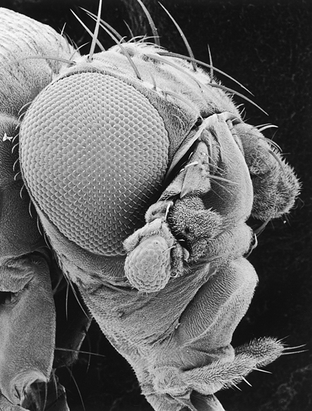 Entwicklungsgenetik des Komplexauges von Drosophila