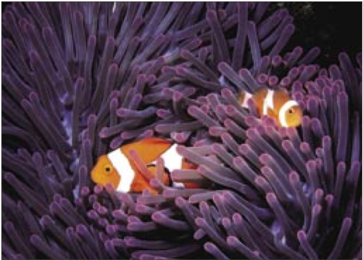 Sukzessive umweltabhängige Geschlechtsbestimmung beim Clownfisch Der größte Clownfisch einer Kolonie ist weiblich, der