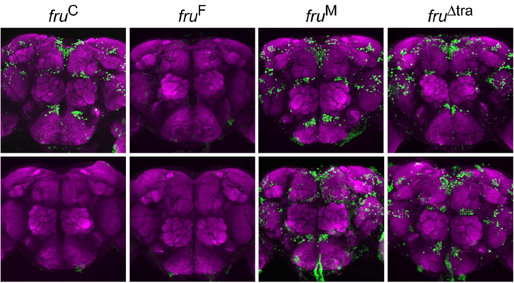 anti-fru M (grün) positive Neurone in Gehirnen von fruitless Mutanten +