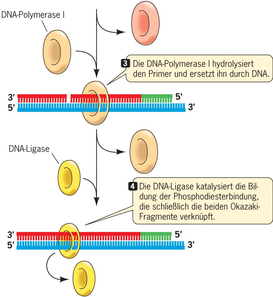 DNA-Polymerase I