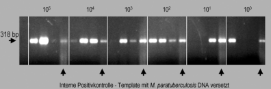 Nutzung des M. paratuberculosis spezifischen Peptids amptd für die Peptid vermittelte capture -PCR Das Peptid amptd wurde mit einem amino-terminalen Spacer und einer Biotinylierung synthetisiert.