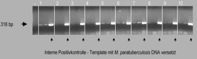 paratuberculosis Erregerzahlen kontaminiert war. Nach Inkubation über Nacht wurden die beads magnetisch absedimentiert, gewaschen und das Template für die anschließende PCR über Kochlyse gewonnen.