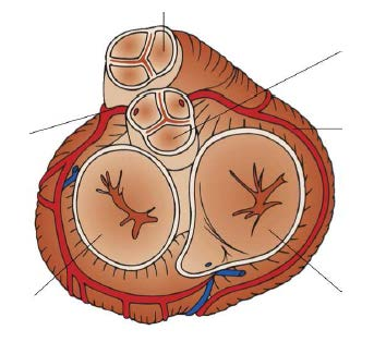 1.5. Herzklappen (Posten 5) Im Herzen gibt es Ventile. Das Herz als Pumpe könnte nicht funktionieren, wenn es die Herzklappen nicht gäbe.
