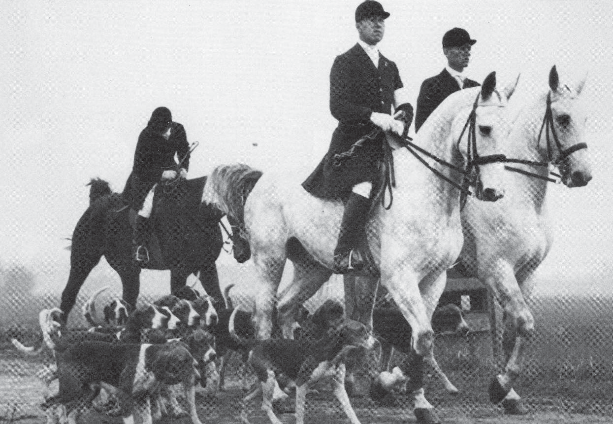 Journal Abb. 2: Meute der Kavallerieschule Hannover 1930er Jahre. Bei den Hunden könnte es sich um Kreuzungen von Foxhounds und Deutschen Bracken handeln (Archiv H. van Elsbergen).