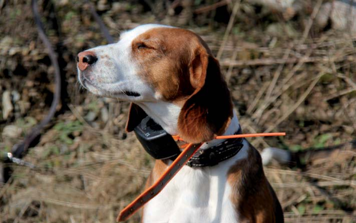 Journal Bringt Tracker eine neue Dimension für die (Hunde-)Ortung? Die Firma Tracker beschäſtigt sich mit Hundeortung schon mehr als 35 Jahre.