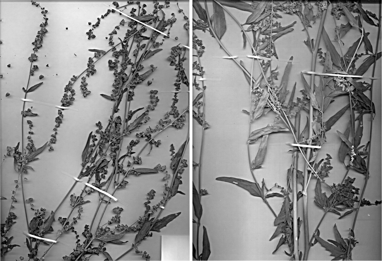 Anhang 2 Abb. A2-3: Atriplex oblongifolia Waldst. & Kit.: links: MTB 6611/1, Rasthof Hardtwald, 04.11.2000, O.